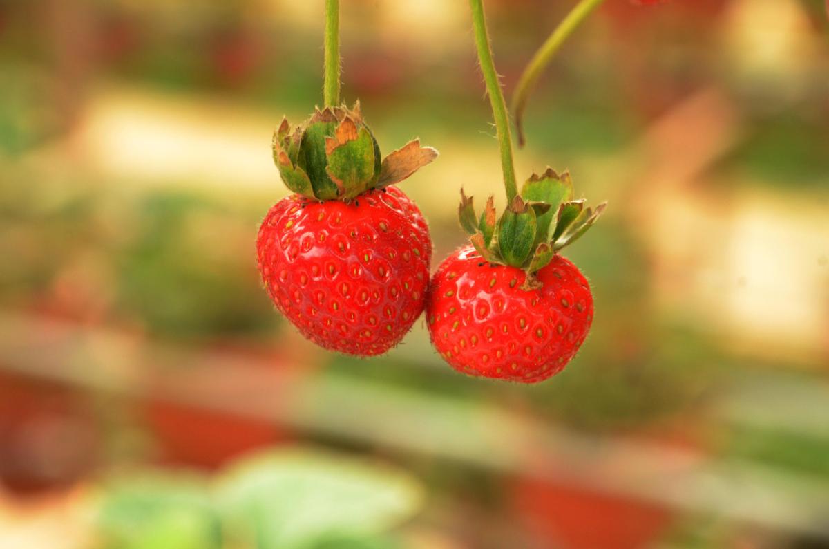Aliments riches en fibres