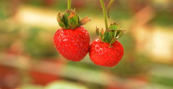 Aliments riches en fibres