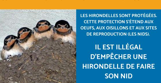 Comment empêcher une hirondelle de faire son nid