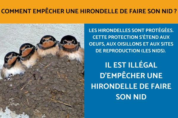 Comment empêcher une hirondelle de faire son nid