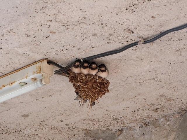 Comment empêcher une hirondelle de faire son nid