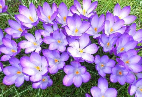 Plante à bulbe : liste et caractéristiques - Crocus