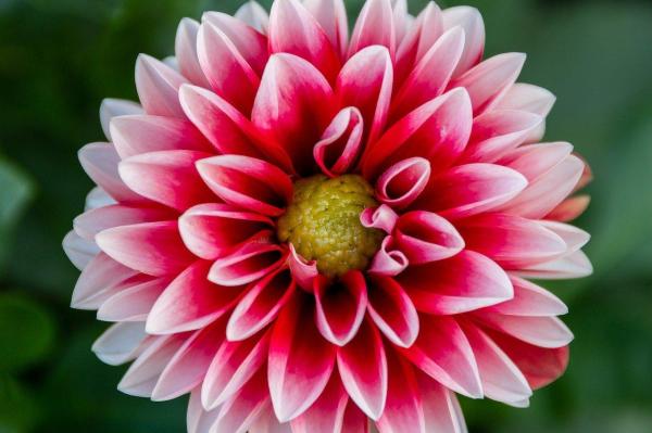 Plante à bulbe : liste et caractéristiques - Dahlia