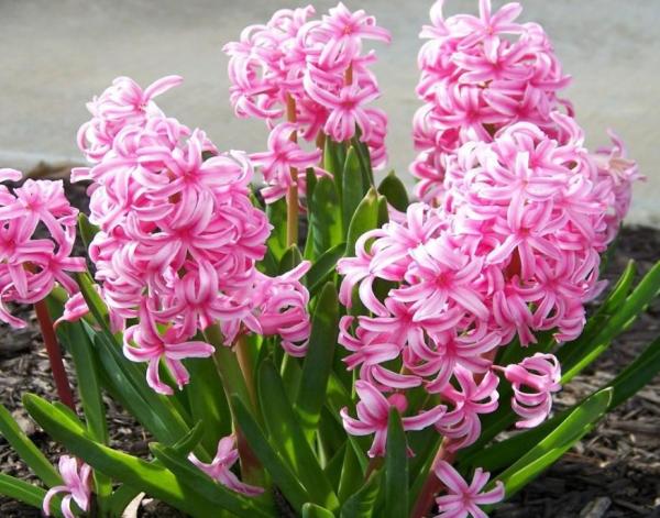 Plante à bulbe : liste et caractéristiques - Hyacinthus