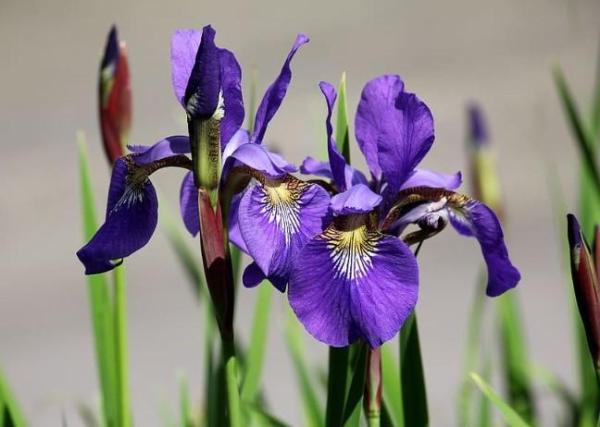 Plante à bulbe : liste et caractéristiques - Iris