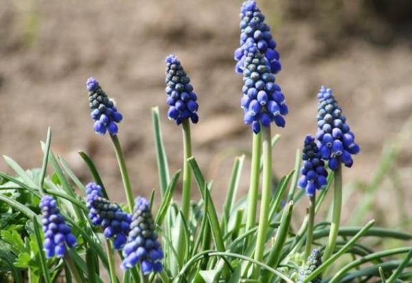 Plante à bulbe : liste et caractéristiques - Muscari à grappe