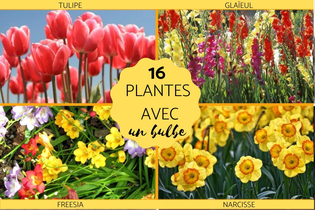 16 PLANTES  BULBE : LISTE et CARACTRISTIQUE