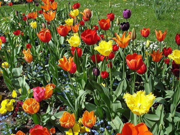 Plante à bulbe : liste et caractéristiques - Tulipe