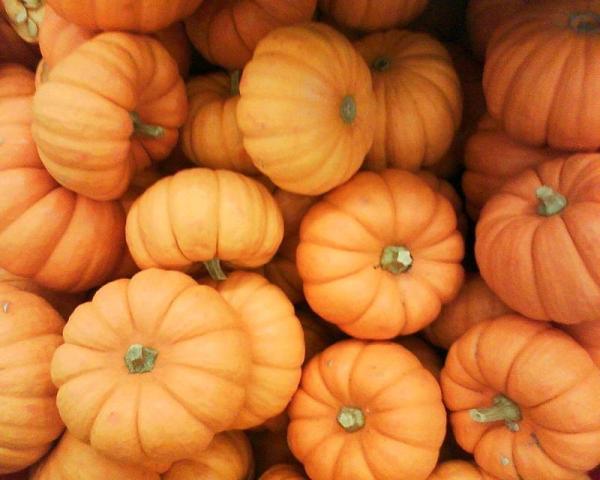 Comment congeler de la citrouille crue
