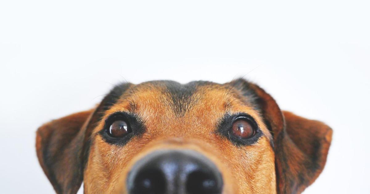 Comment empêcher un chien d'uriner dans la maison