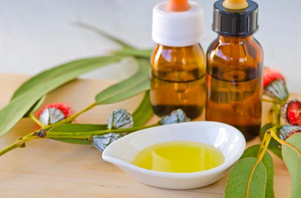 Remèdes maison contre les puces de chiens - L'huile d'eucalyptus les puces