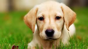 Remèdes maison contre les puces de chiens