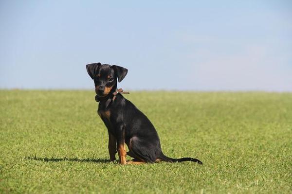 Que faire si mon chien ne veut pas marcher