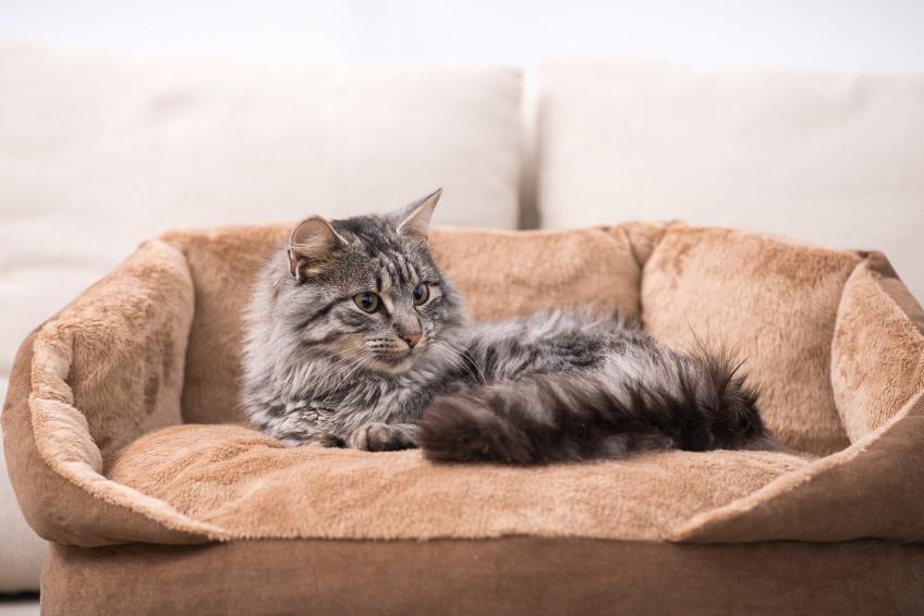 Traitement naturel contre la teigne chez le chat