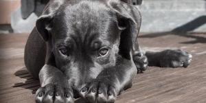 À quel âge mon chien n'est plus un chiot