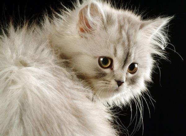 Comment nettoyer les oreilles de son chat