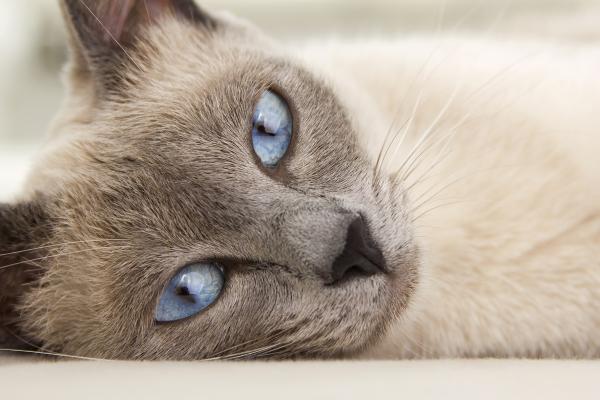 Comment nettoyer les oreilles de son chat - Étape 2