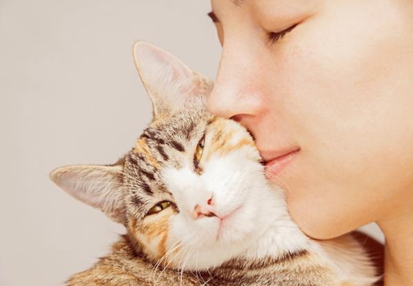 Comment nettoyer les oreilles de son chat - Étape 4