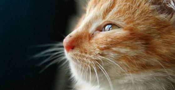 Symptômes de la leishmaniose chez les chats