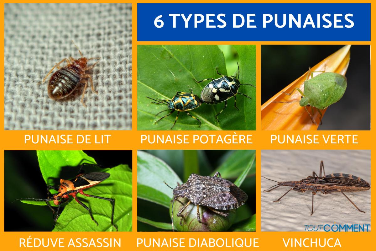 Types de punaises