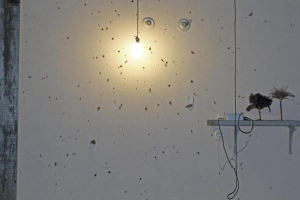 Pourquoi les papillons de nuit sont attirés par la lumière - Pourquoi les papillons de nuit sont attirés par la lumière ?