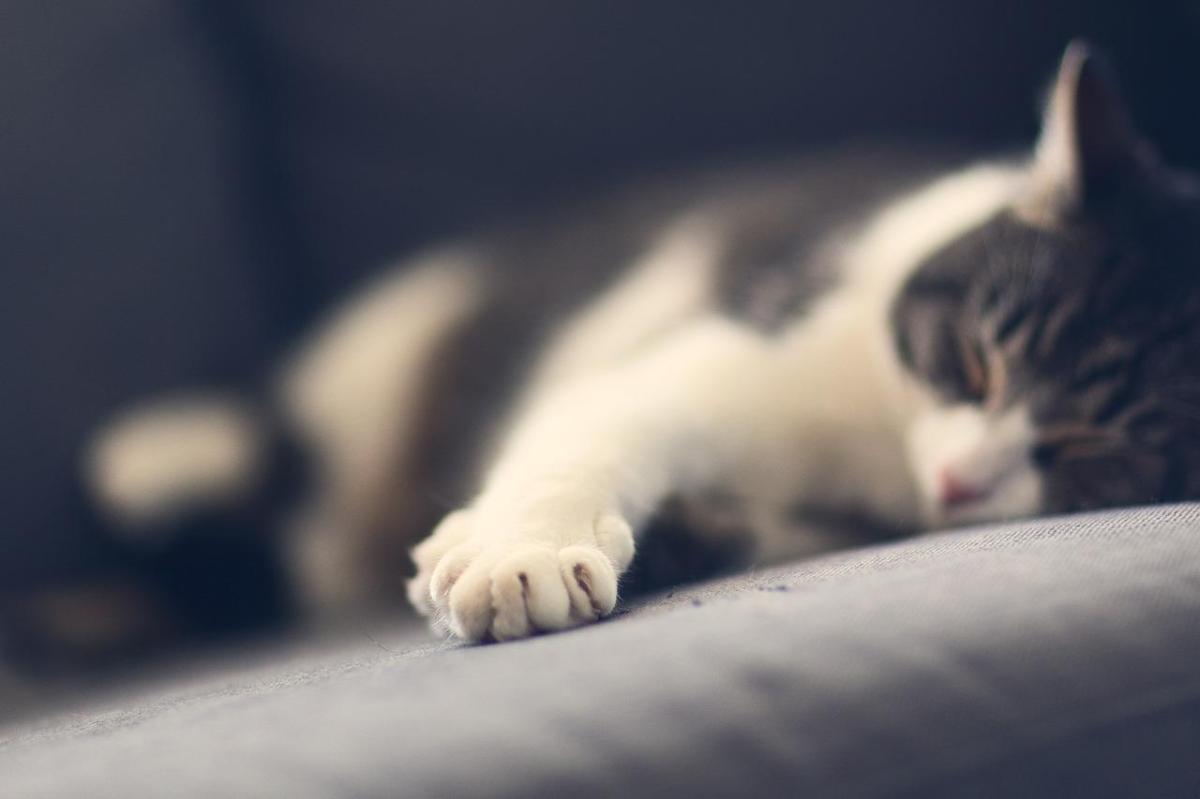 Comment faire ronronner mon chat