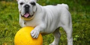 Quels sont les chiens les plus difficiles à dresser
