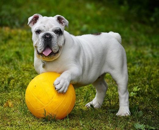 Quels sont les chiens les plus difficiles à dresser