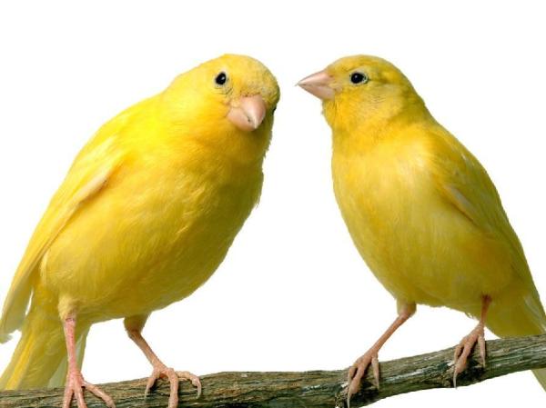 Comment nourrir un canari