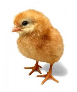 Comment s'occuper d'un poussin