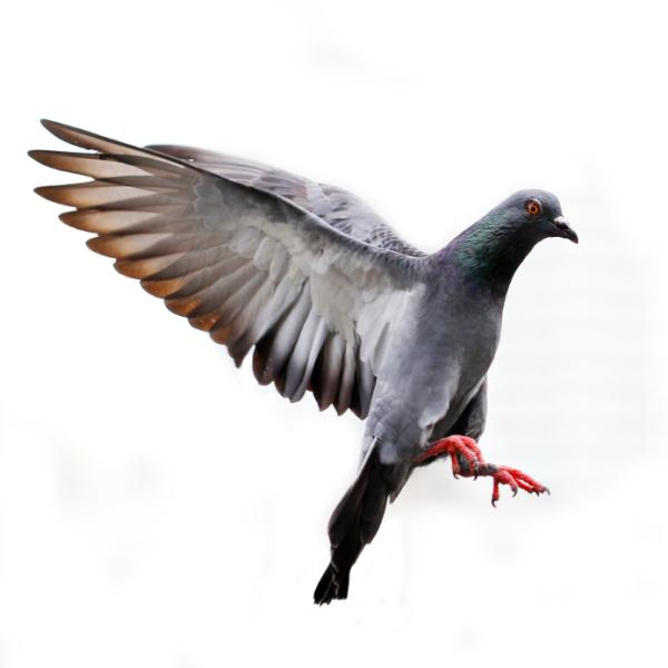Signification des rêves: rêver de pigeons - Étape 2