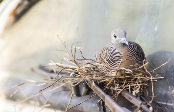 Signification des rêves: rêver de pigeons - Étape 3