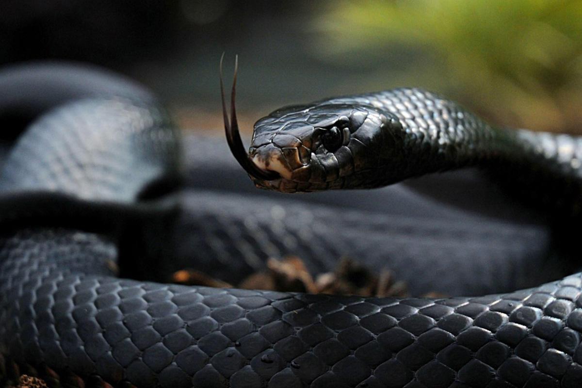 Que signifie rêver d’un serpent noir ?