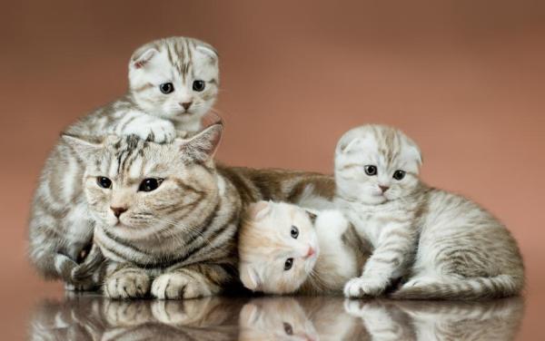 Combien de chatons a une chatte par portée