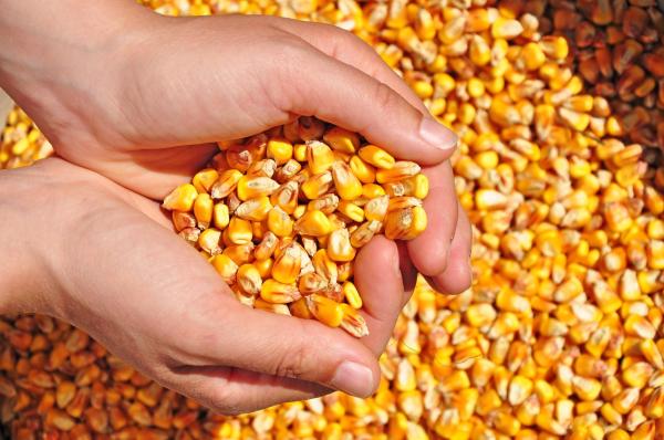 Y a-t-il du gluten dans le maïs ?
