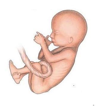 Quelle est la différence entre embryon et foetus - Définition d'un Foetus