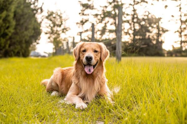 Races de chiens les plus populaires - Golden retriever, la race de chien la plus populaire