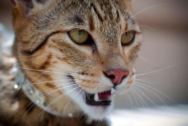 Pourquoi mon chat à des renvois