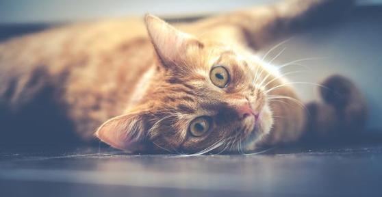 Remèdes naturels contre la gale chez le chats