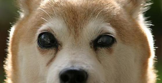 Comment savoir si mon chien a une conjonctivite