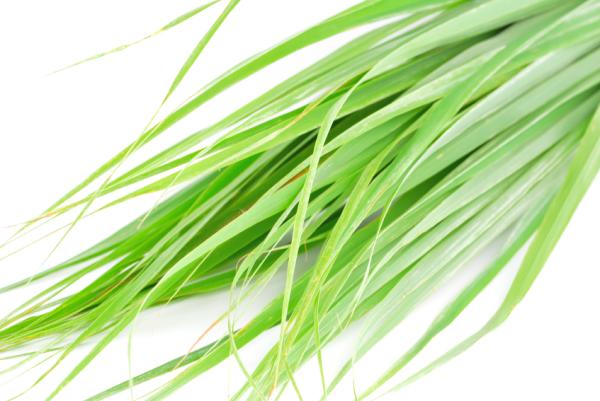 Comment éviter les insectes dans la maison - Étape 5