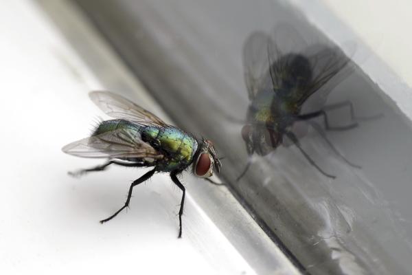 Comment éviter les insectes dans la maison - Étape 7