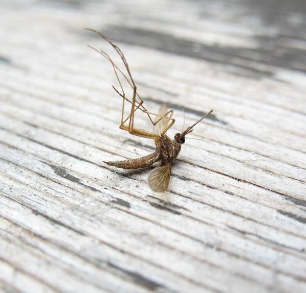 Comment éviter les insectes dans la maison - Étape 8
