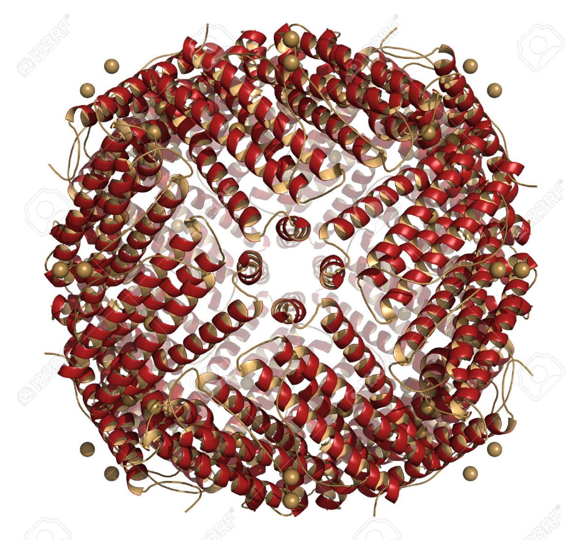 Comment faire baisser la ferritine dans le sang