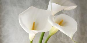 Comment cultiver des bulbes de calla dans le climat chaud de l’Espagne ?