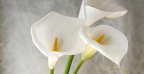Comment cultiver des bulbes de calla dans le climat chaud de l’Espagne ?