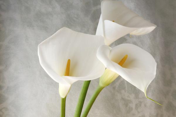 Comment cultiver des bulbes de calla dans le climat chaud de l’Espagne ?