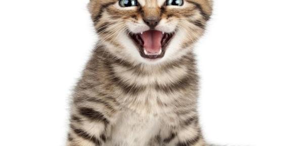 Pourquoi mon chat miaule beaucoup
