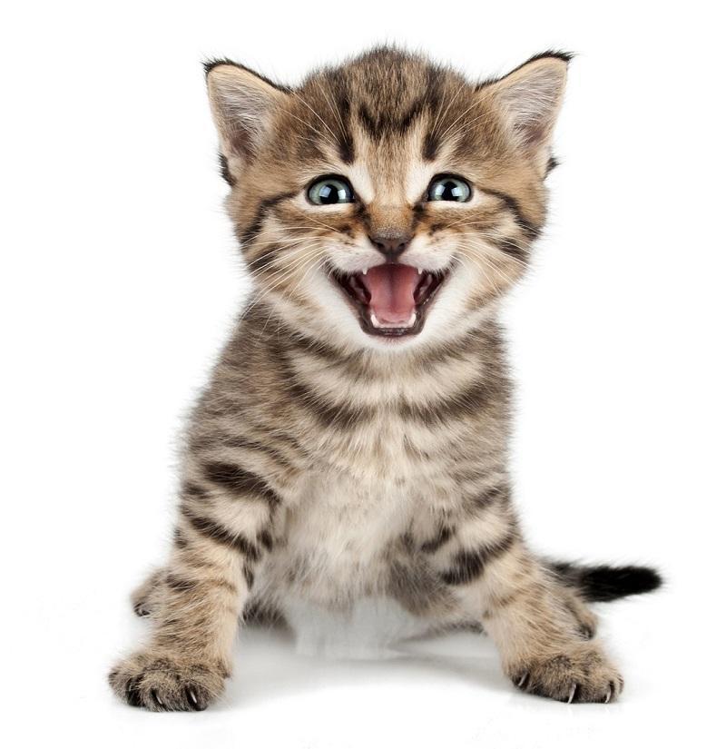 Pourquoi mon chat miaule beaucoup 9 étapes