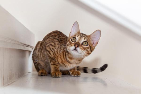 Races de chat qui ressemblent à un lynx - Bengale